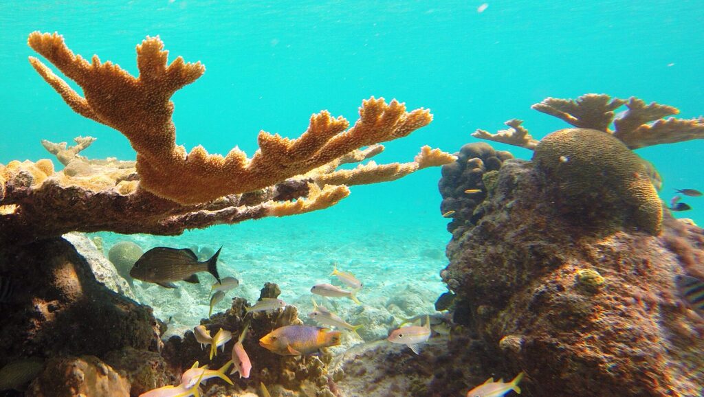 Branching coral and small reef fish in clear turquoise shallows while snorkeling Bari Reef, Bonaire